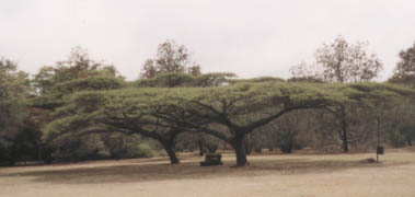 Acacia tree