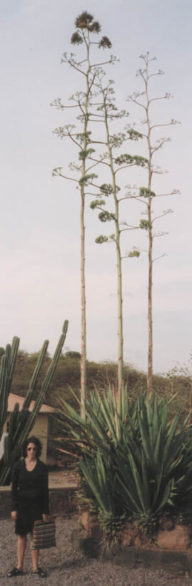 Julie with Trees